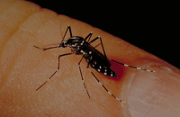 Chikungunya