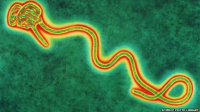 Maladie à virus Ebola