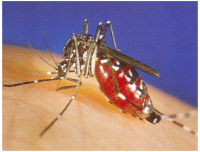 Virus West Nile